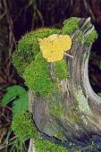151_017.jpg